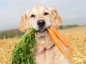 Dog Food Vegetables and Fruit